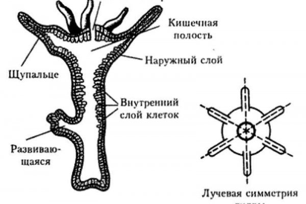 Как закинуть фото на мегу